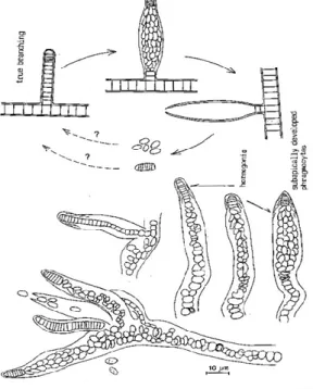Fig. 2. – Holotype d’Astragalus lambinonii. 