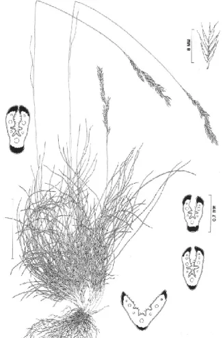 Fig. 5. – Bacidia lambinonii. (d’après S ÉRUSIAUX , 1978, modifié) 