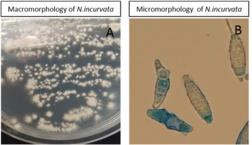 Figure 3. Macromorphology (A) and micromorphology (B) of the N. incurvata strain isolated in the  study