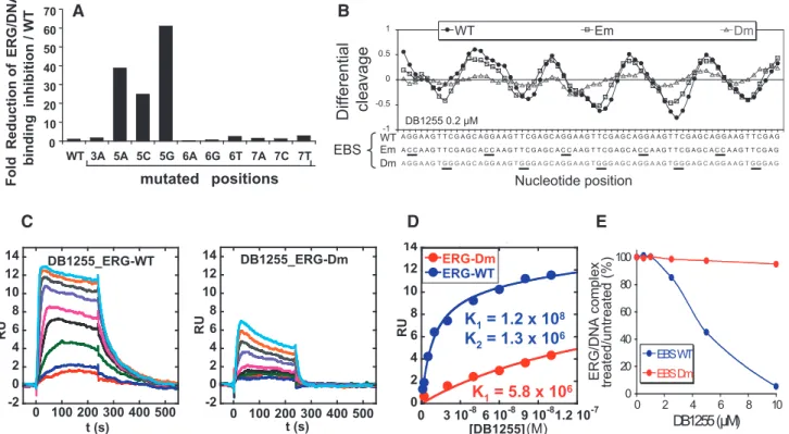 Figure 6. Speciﬁcity of ERG/DNA and DB/DNA binding on mutated on EBS sequences or on DB binding sequences