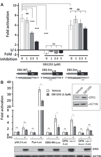 Figure 7. In cellulo inhibition of the ERG/DNA complex by DB1255.