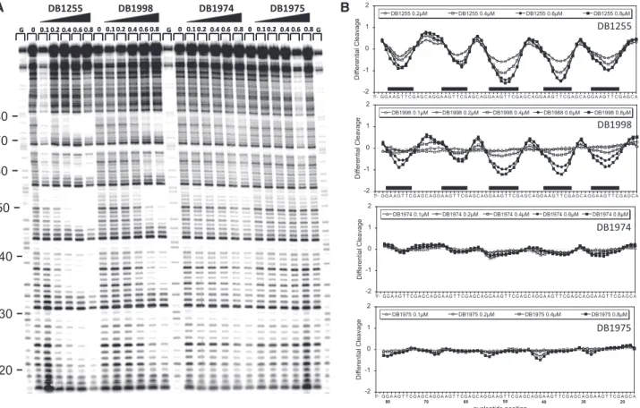 Figure 3. DNA-binding characteristics of the selected compound DB1255. (A) Temperature melting assay of the EBS-WT  oligonucleo-tide in presence of the DB1255