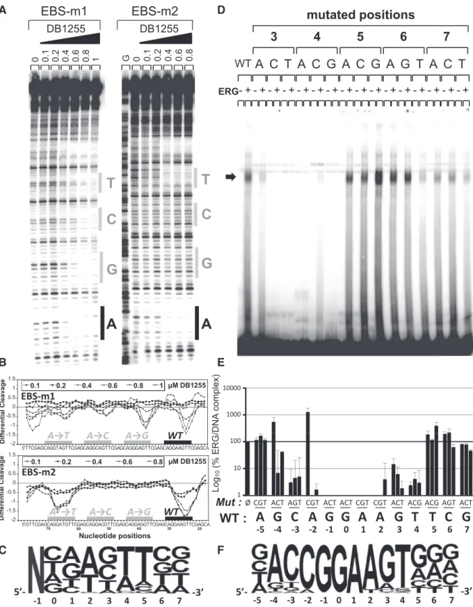 Figure 5. Sequence selectivity of ERG and DB1255 DNA binding. (A) Sequence selectivity of the DB1255/DNA interaction