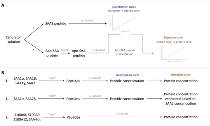 Fig. 2. Strategy employed for the quantitation of the studied proteins. (A) Construction of the digestion curve using Apo-SAA protein