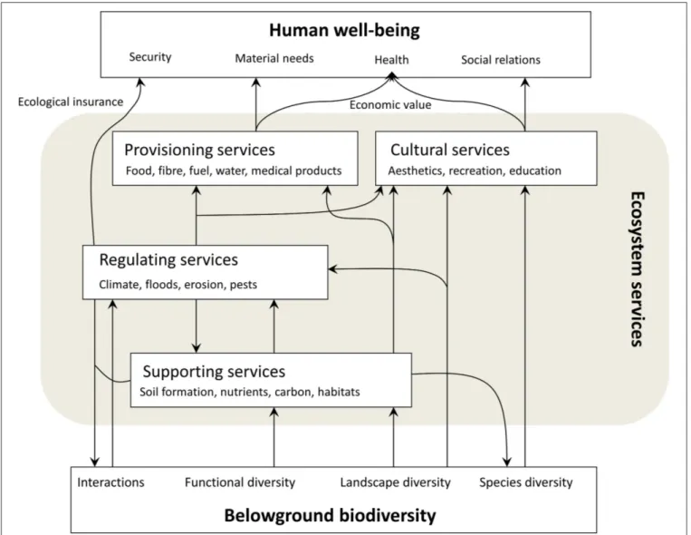 FIGURE 6 | A conceptual scheme of the relationships between belowground biodiversity, ecosystem services, and human well-being (modified from Scholes et al., 2010).