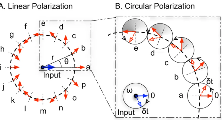 Figure 2. The VVC azimuthal phase ramp. Panel A: rotationally symmetric HWP with an optical axis orientation that rotates about the center (dashed lines perpendicular to the circumference)
