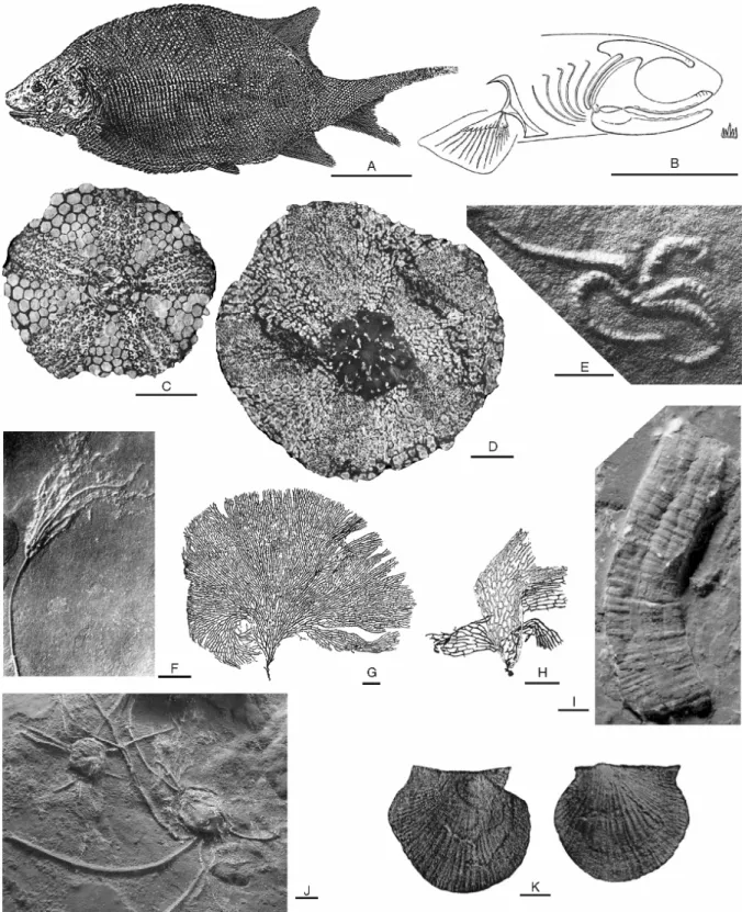 Figure 7. Fossils of the early Viséan-aged ‘black marble’ of Denée (Molignée Formation)