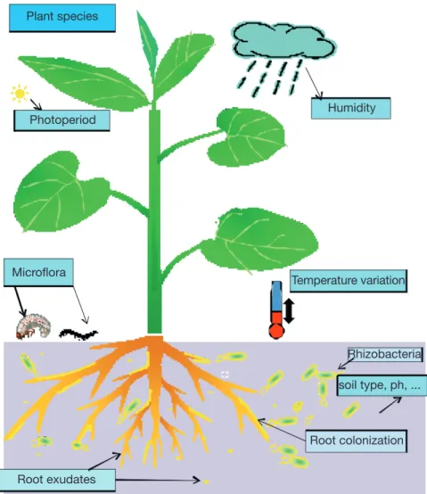 Figure 1. Ecological factors influencing the root exudation process and thereby  rhizosphere  colonization  by  beneficial  rhizobacteria  —  Facteurs  écologiques  influençant le processus d’exsudation racinaire et par conséquent, la colonisation  de la r