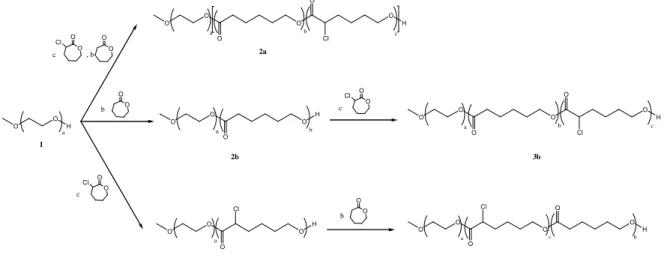 Table 1:  Results obtained for the three copolymerizations of  ε -CL and  α -Cl- ε -CL from monomethoxy  poly(ethylene glycol) Mn =5000 g/mol) by ROP