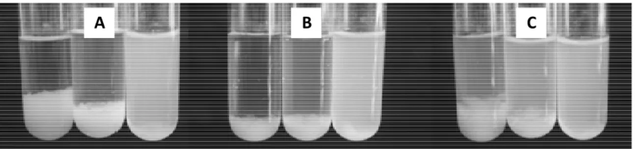 Figure 7. Co-precipitation of PLA with increasing amount of 10 wt%, 20 wt% and 30 wt% (from left  to right) copolymers: A - (PCL) 2 -PEO B  (HLB = 10), B - (PCL) 2 -(PEO A ) 2  (HLB= 10.2) and C - 