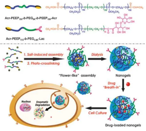 Figure 3. Nanogels engineering by photo-cross-linking of salt induced polymer micelles   based on poly(ethyl ethylene phosphate) and poly(ethylene glycol)