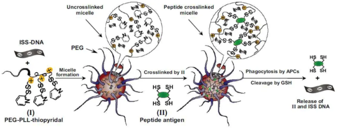 Figure 8. Peptide disulfide core-cross-linked micelles self-assembled by DNA complexation 