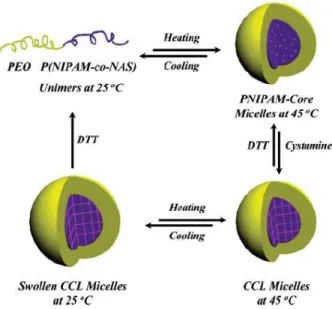 Figure 12. Reversible core cross-linked micelles and nanogels based on  the double hydrophilic block copolymer PEO-b-P(NIPAM-co-NAS)