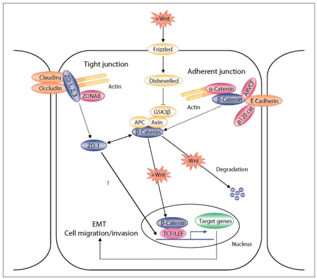 Fig. 1:  Schematic representation of β-catenin and ZO-1 subcellular relocalization during EMT processes
