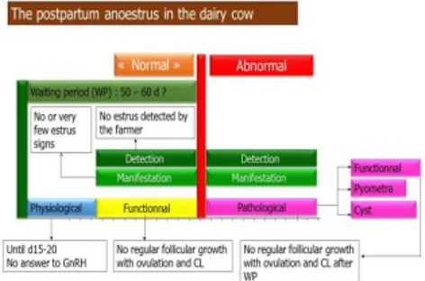 Fig 5. Postpartum anoestrus in the dairy cow  