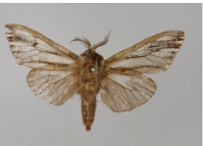 Figure 3:  Eumeta cervina Druce, 1887: wingspan  38 mm, Zambezi Rapids, Ikelenge, Mwinilunga  (Zoologische Staatssamlung München) (photo: Ulf  Buchsbaum).