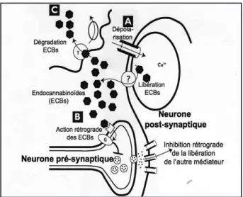Figure 2. Illustration du rôle des endocannabinoïdes (ECBs) et des récepteurs  CB1 dans la régulation synaptique rétrograde