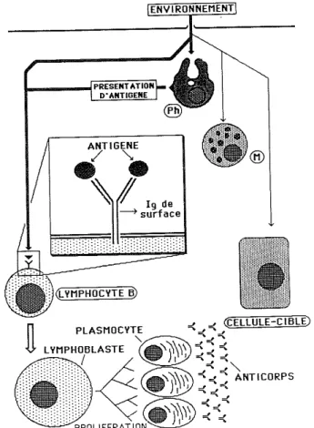 Fig. 8. Les lymphocytes B et la formation des anticorps. 