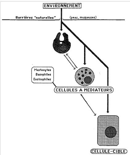 Fig. 5. Le système de défense non spécifique: les cellules à médiateurs. 