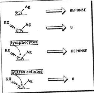 Fig. 6. Démonstration du rôle des lymphocytes dans la réponse immunitaire. 