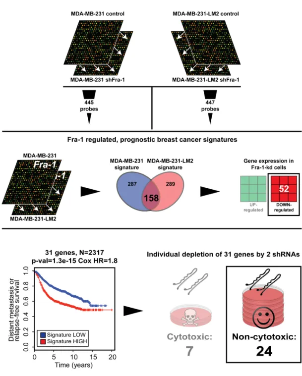 Figure 1: Identification of a Fra-1-dependent prognostic gene set.  Outline of the procedure used to generate the 24-gene set  common between the MDA-MB-231 and LM2 Fra-1-dependent signatures, which is down-regulated by the Fra-1 shRNAs, and highly  expres