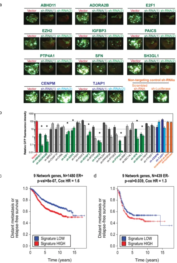 Figure 2: Nine genes validate  in vivo and retain prognostic power in both ER+ and ER- breast cancer subtypes
