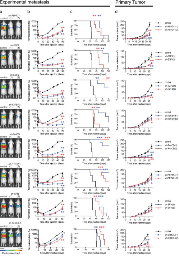 Figure 3: Essential contribution of nine individual genes to primary and metastatic breast tumor growth