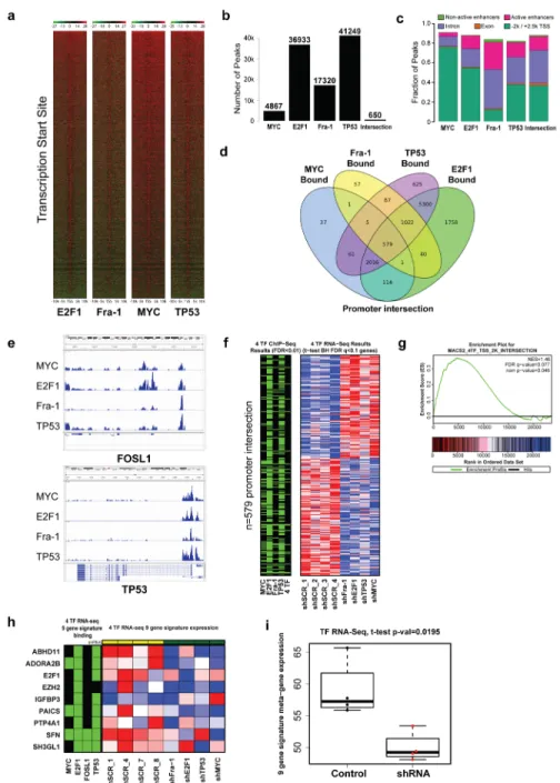 Figure 5.  A substantial number of genes in the genome are bound, and regulated, by Fra-1, MYC, TP53 and E2F1