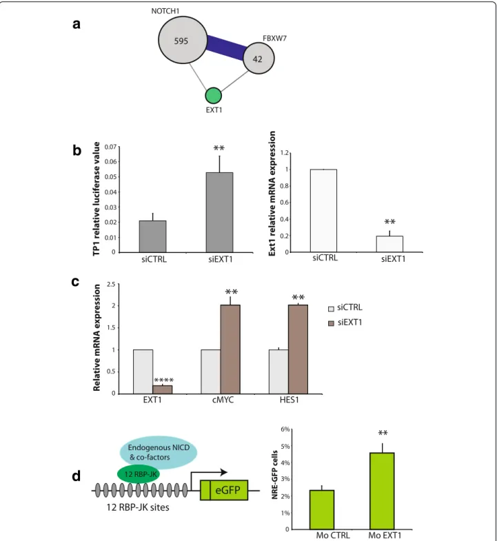 Fig. 4 EXT1 depletion promotes NOTCH1 transcriptional activity. a Interactions between NOTCH1, EXT1 and FBXW7