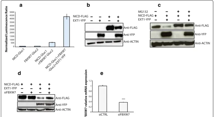 Fig. 5 EXT1 regulates NOTCH1 degradation through FBXW7. a Protein complementation assay in HEK cells transfected with NICD-Gluc1 and/or FBXW7-Gluc2, in addition to EXT1-yfp as indicated in the X-axis, Normalized Luciferase Value (NLR) is represented by the