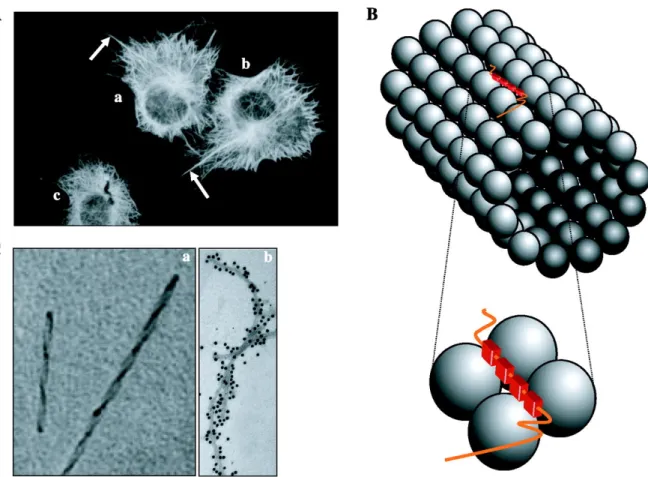 Figure  2.  Stabilisation  des  microtubules  par  la  protéine  Tau.  Tau  est  une  protéine  associée  aux  microtubules  qui  stabilise  ces  derniers  et  qui  est  capable  de  s’agréger  en  conditions  pathologiques