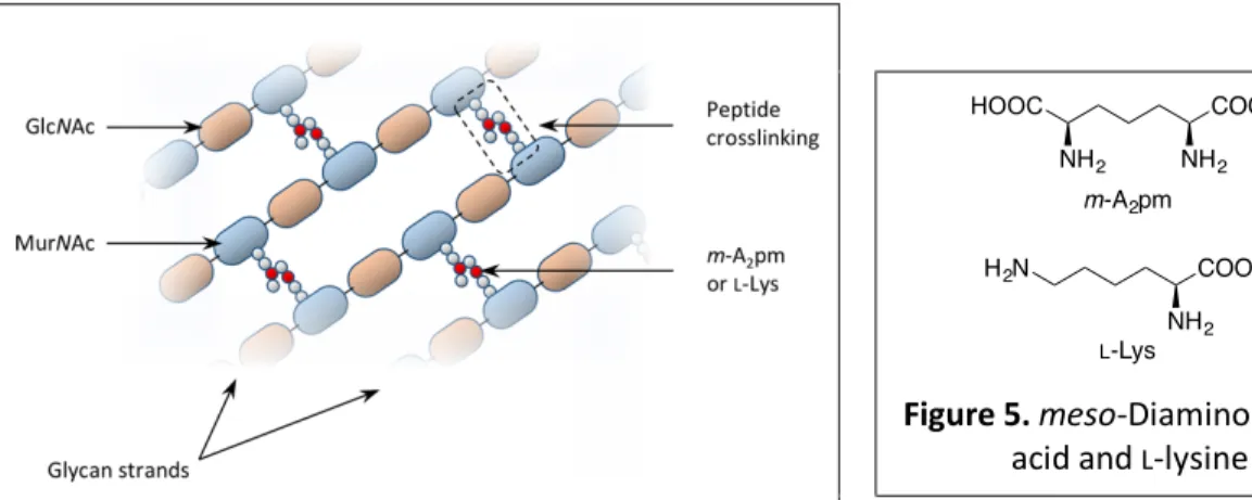 Figure 4. General structure of peptidoglycan. 