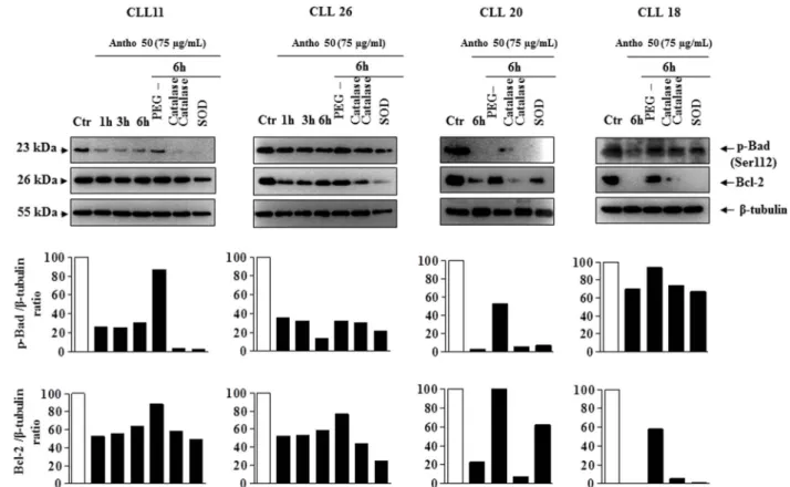 Figure 6 | Antho 50 affects p-Bad and Bcl-2 proteins through a ROS-dependent mechanism