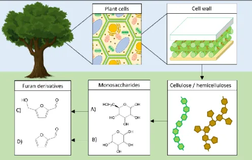 Figure 11 : overview of plant cell wall polysaccharides transformation to monosaccharides and their  corresponding furan derivatives