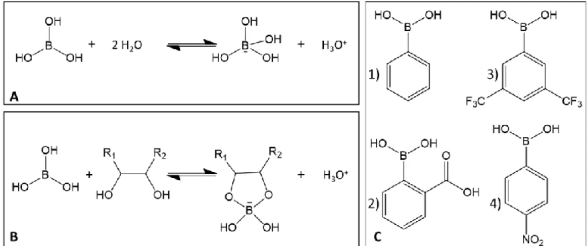 Figure 28: A) reaction of boric acid with water B) reaction of boric acid with a cis-diol C) examples  of boronic acids : phenylboronic acid (1), 2-carboxyphenylboronic acid (2), 3,5 