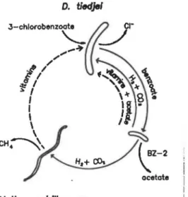 FIGURE 4:  Relations syntrophlques dans un consortium bactérien défini 