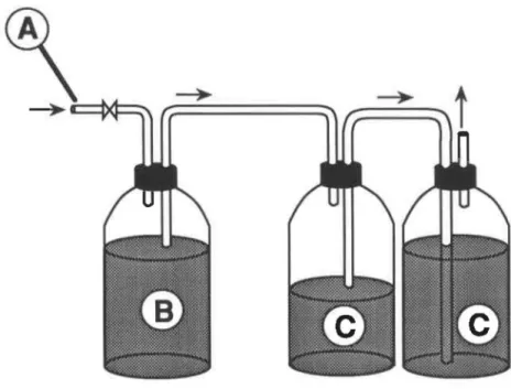 FIGURE 5:  Schéma du bloréacteur  à  alimentation semi-contlnue (réacteur A1). A)  Conduite  permettant l'ajout et le prélèvement de milieu; B) bioréacteur; C) bouteilles anti-reflux