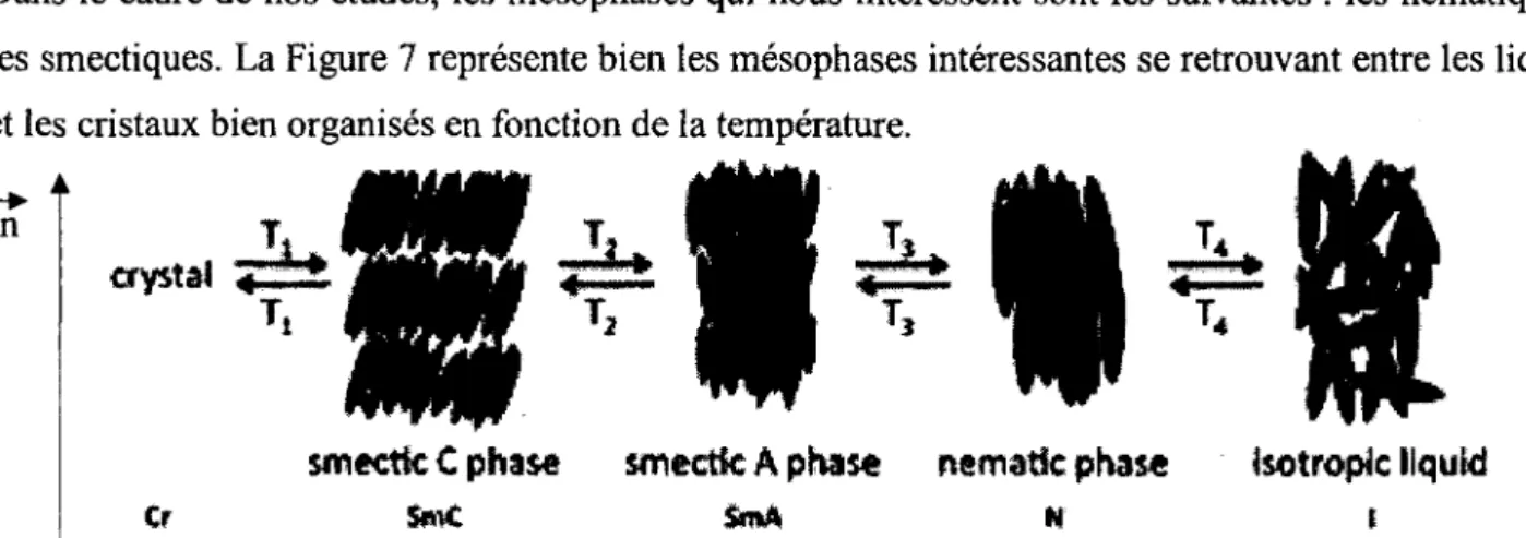Figure 7. Types de mésophases cibles dans le cadre des travaux de recherche. 18 