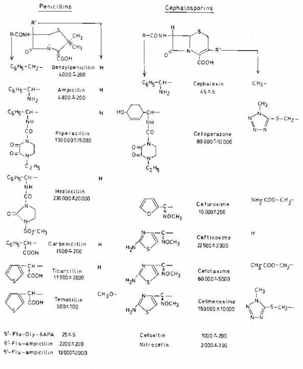 FIG. 1. Second-order rate constant (k +2 /K) of acylation of E. coli PBP3p by β-lactam antibiotics