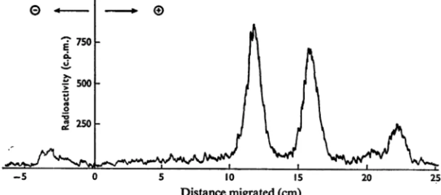 Fig. 3. Co-electrophoresis at pH6.5 of intact [14Clbenzylpenicillin and of its degradation products that appeared after incubation offree [L4C]benzylpenicijjin in Tris-NaCl-MgCI2 bufferfor 15h at 37° C