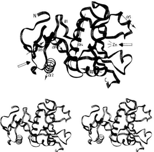 Fig.  1. Mono  and  stereo  views  of  the  folding  of  the  u-carbon  ~l~ptide  chain  of  the  Str~~to~yc~s  albus  G  Zn  DD-peptidase