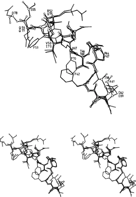 Fig.  3.  Mono  and  stereo  views  of  the  superimposed  polypeptides  D39-S55  (filled  lines)  and  D62-D78  (open  lines)  of  the  N-terminal  module  of  the  Streptomyces  albm  G  Zn  DD-peptidase