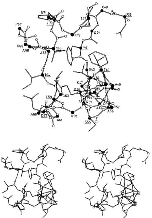 Fig.  4.  Mono  and  stereo  views  of  the  crevice  created  by  the  polypeptide  D39-173  at  the  surface  of  the  N-terminal  module  of  the  Streptomyces  albus  G  Zn  DD-peptidase
