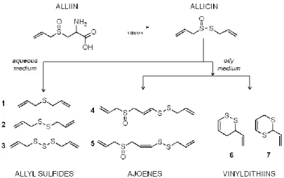 Figure  1:  Alliin  is  the  substrate  of  the  enzyme  alliinase.  Allicin,  the  product,  quickly  turns  into  various  groups  of  molecules  according  to  the conditions and medium