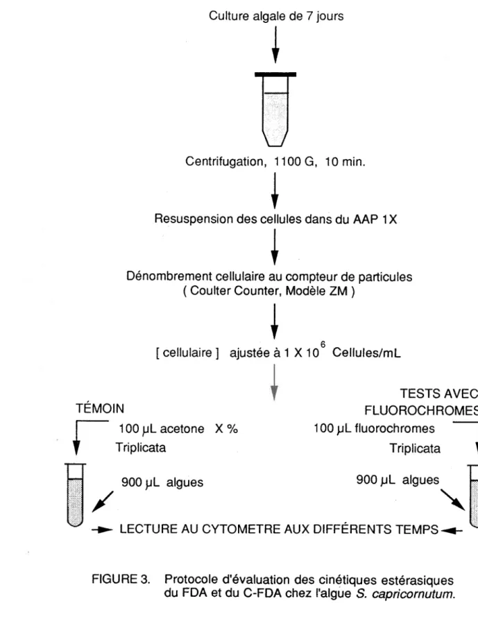 FIGURE  3.  Protocole  d'évaluation  des cinétiques  estérasiques du FDA et du C-FDA chez I'algue S