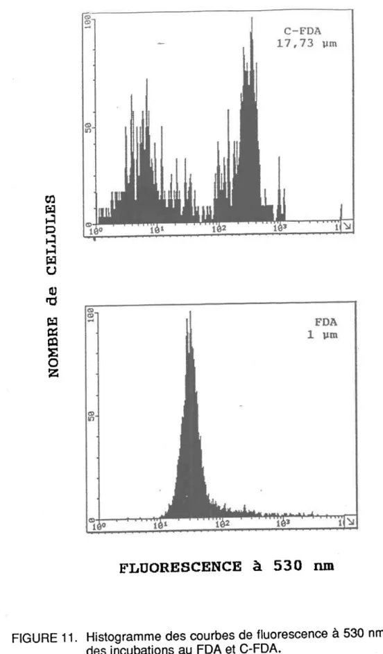 FIGURE  11. Histogramme  des courbes  de fluorescence  à 530 nm obtenues  lors des incubations  au FDA et C-FDA'