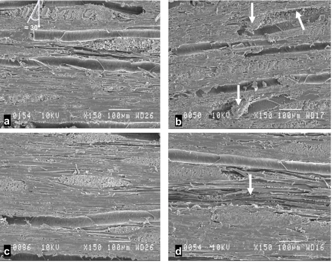 Figure 3-6.  Tangential surfaces of sugar maple cut with a fixed-oblique knife pressure-bar  system