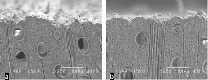 Figure 5-5.  Transverse SEM micrographs of sugar maple sanded with silicon carbide at 8  m/min feed speed