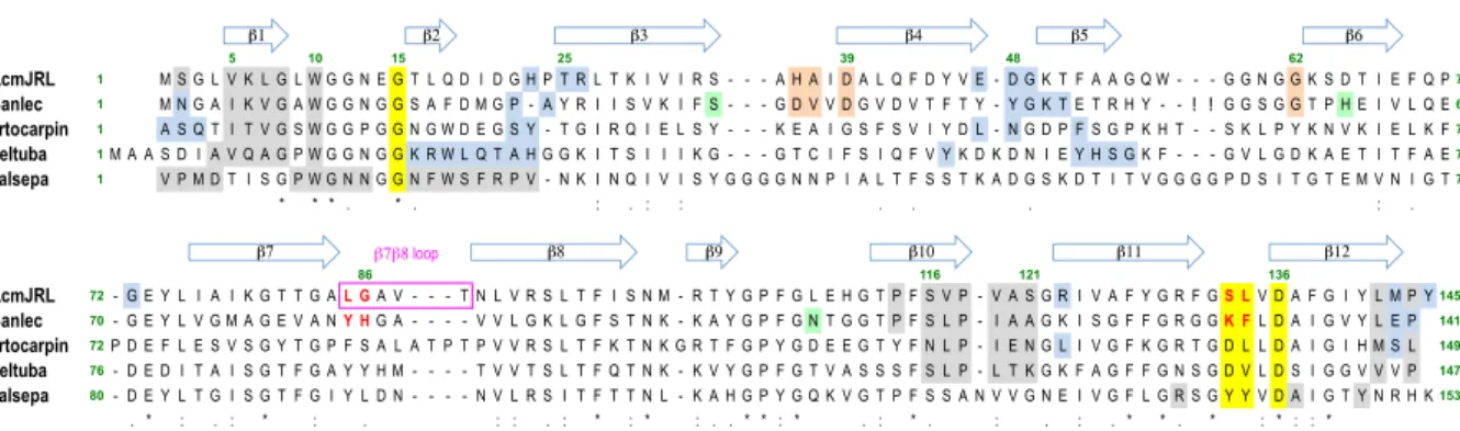 Figure 5.  Multiple sequence alignment of relevant mJRLs. The alignment of AcmJRL, Banlec, artocarpin,  heltuba and calsepa was obtained using Clustal W and improved thanks to the superimposition of the  corresponding structures