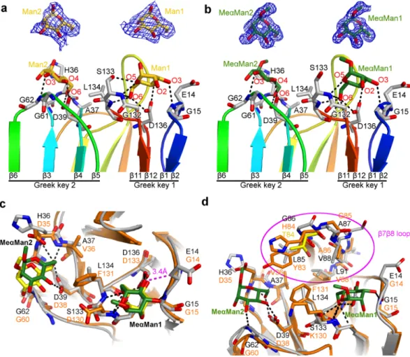 Figure 6.  Interactions of the  α-D-mannose and methyl-α-D-mannopyranoside in the carbohydrate- carbohydrate-binding sites of AcmJRL and comparison with BanLec